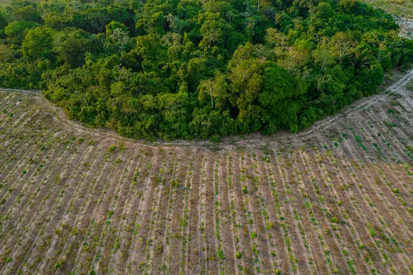 Amazon rainforest